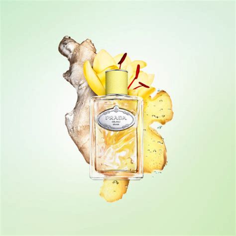 infusion gingembre prada|Prada Infusion De Gingembre: A Ginger Solinote That Refracts .